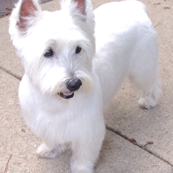 Meet your Posher, Charles - Picture 1 of 1